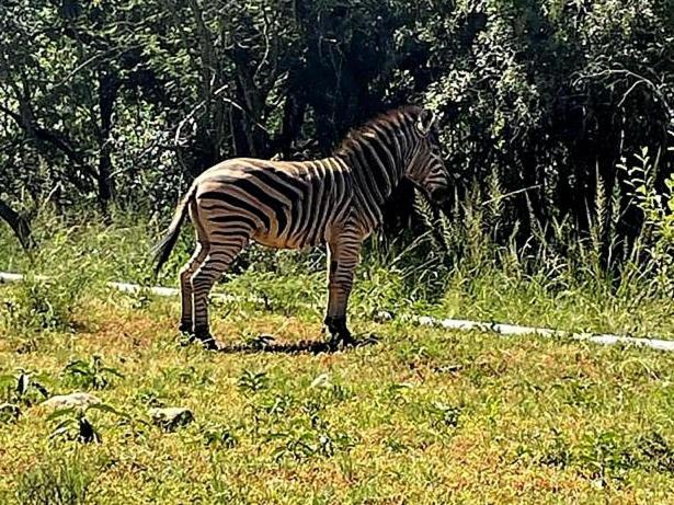 Apartament 66 Sharalumbi Wildlife Estate Lydenburg Pokój zdjęcie